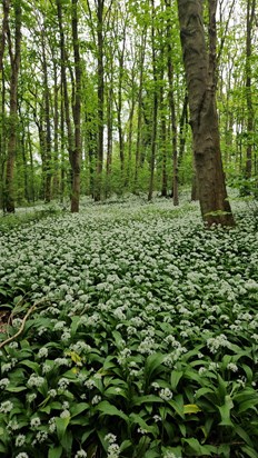 Happy Birthday Mumma (3rd May) we went in search of a bluebell wood but all we found was a beautiful sea of garlic onion flowers! 