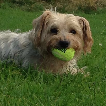 With his beloved tennis ball 