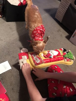 My last Christmas stocking -my favourite was the Christmas tree chew