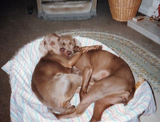 Our "girls" (1990/2014) - Fudge giving Meisha a cuddle at Diseworth.  They were great sisters.