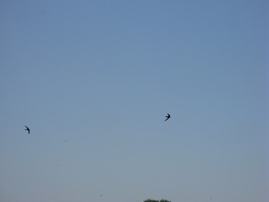 Swifts over Cholmley Gardens