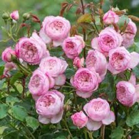 Pink cabbage roses.jpg