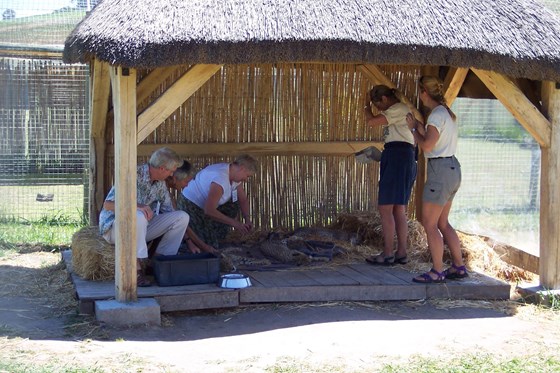 Petting the Cheetahs