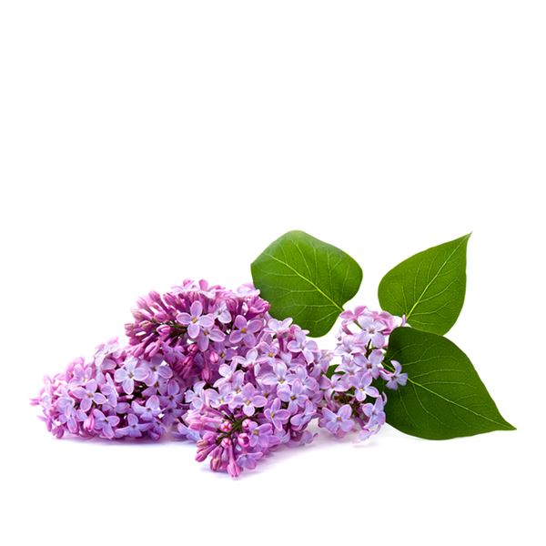 LILACS - sent on 23rd August 2021