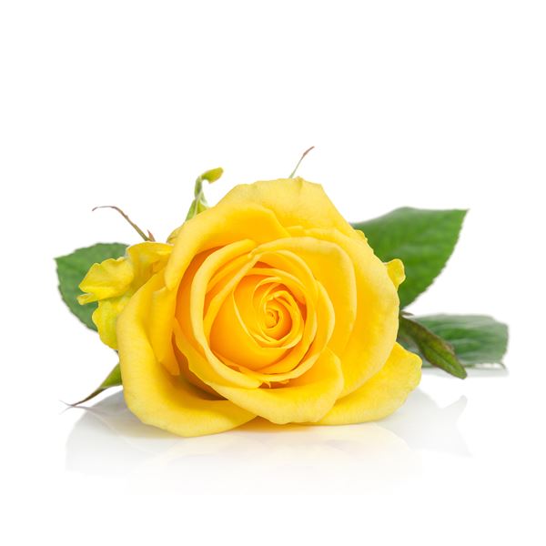 YELLOW ROSE - sent on 19th February 2023