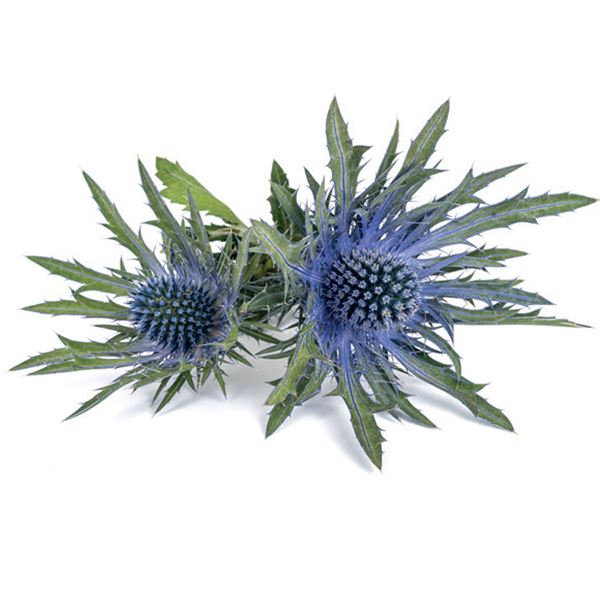 Sea holly flower  - sent on 22nd August 2022
